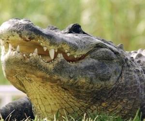 La víctima fue identificada como James Okkerse, de 61 años.