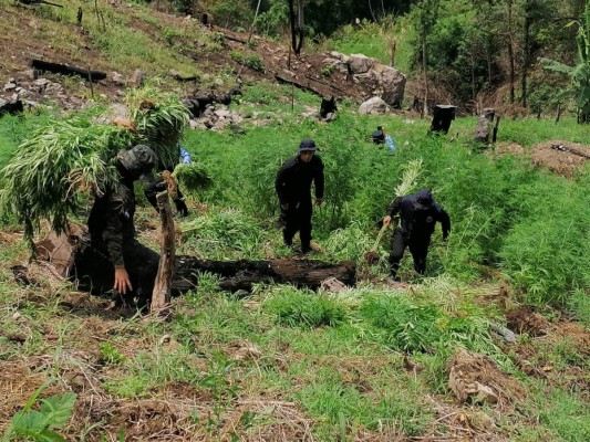 Los militares desplantaron los palos de hoja de coca para proceder a quemarlos.