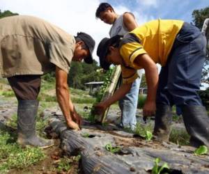 Las visas de trabajo son para expertos en agricultura, jardinería y reforestación. Foto: EL HERALDO