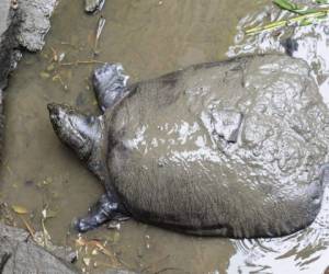 En Vietnam vivió también otra hembra de esta misma especie, que murió en 2016. FOTO: Cortesía AFP