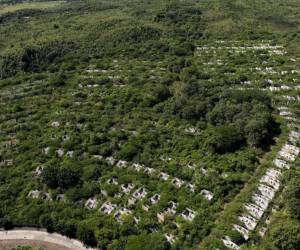 En la actualidad las viviendas del fallido proyecto habitacional se encuentran sumidas en la maleza, daños y abandono.