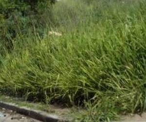 Una alta zacatera impidió que el cuerpo fuera detectado por los transeúntes días atrás.