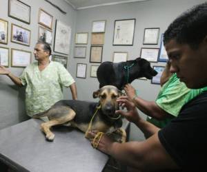 En la clínica veterinaria La Mascota, los animales rescatados que necesitan atención son asistidos de manera gratuita.