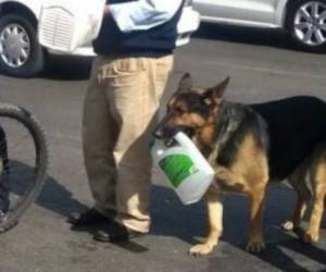 Este perro pastor alemán acompañó a su dueño para buscar gasolina. Foto Twitter