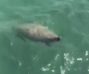 El manatí fue visto en las últimas horas en el litoral atlántico. (Foto: Captura de video)