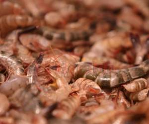 La industria acuícola puede lograr este año la cifra récord de 70 millones de libras exportadas