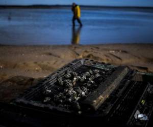Las ostras se muestran en una canasta en el criadero de ostras Exporsado SA en el estuario del Sado en Setúbal el 15 de diciembre de 2020. Foto: AFP