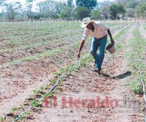 La cosecha del ciclo de postrera de granos básicos en la región del Golfo de Fonseca, iniciarán a partir del mes de noviembre. Foto: El Heraldo
