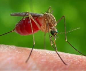 En Brasil, estudios revelan que el zancudo sí produce el zika. En Honduras, las autoridades dicen que no está demostrada ninguna relación y expertos en el tema afirman que se deben investigar y confirmar los riesgos