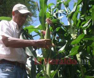 Los productores están solicitando que el gobierno negocie con los empresarios y que les compre el producto como una ayuda social.