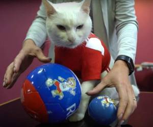 Aquiles es el animal oficial designado para dar los oráculos del Mundial-2018. Foto: AFP