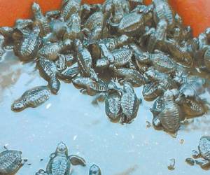 Miles de tortugas golfinas son liberadas cada año entre octubre y noviembre en el sector de Marcovia, Choluteca.