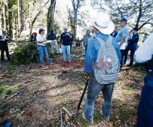 La tala de los árboles de pino se hizo en la zona de amortiguamiento.