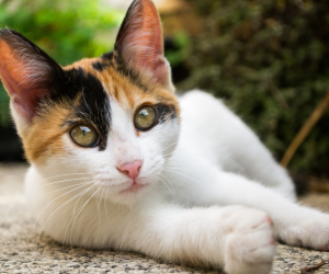 Cada 20 de febrero de cada año se festeja el Día Internacional del Gato, sin embargo hay dos fechas más que los felinos celebran.