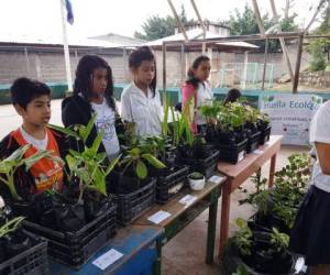 Las primeras plantas producidas ya están disponibles para la venta en el centro educativo.