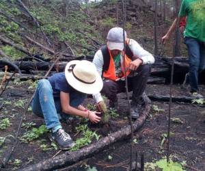 Amitigra se estancó en 40 hectáreas de reforestación. Foto: EL HERALDO.