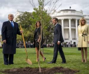Era un gesto simbólico: el árbol provenía de un bosque del norte de Francia donde 2,000 soldados estadounidenses murieron durante la Primera Guerra Mundial. Foto: Agencia AFP.
