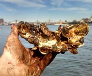 Las ostras son más que un aperitivo popular. Sus arrecifes sirven de hábitat para una gran variedad de especies acuáticas, y rompen las mareas de tormenta que de otra forma devastaría la costa. Las ostras también ayudan a limpiar el agua.