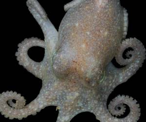 Varias poblaciones de pulpo de Turquet viven en el mar alrededor de la Antártida. (Dave Barnes/British Antarctic Survey)