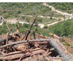 Defensores ambientales de El Horno advierten que acudirán a todas las instancias para detener la tala y exigir protección para el bosque de la zona.