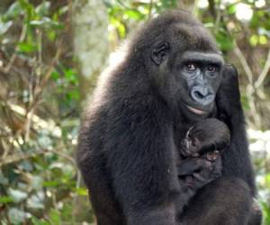 Según Beauval Nature, en las llanuras del oeste de Gabón, quedarían 'entre 150,000 y 250,000 gorilas'. FOTOS: AFP
