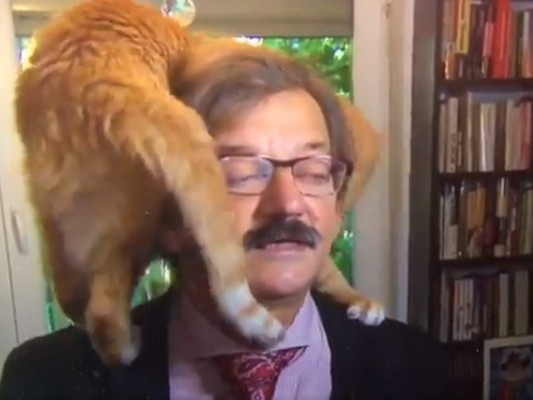 El gato se subió a los hombros del experto mientras este brindaba una entrevista.