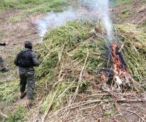 Los elementos de las Fuerzas Armadas incineraron los arbustos de la hoja utilizada para la elaboración de droga.