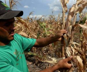 Guatemala sufre una sequía prolongada como no se ha registrado en décadas. Foto: AFP