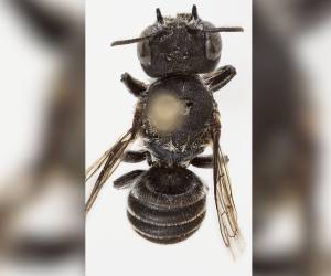 La científica precisó que las pruebas de ADN confirmaron que los ejemplares macho y hembra que encontró pertenecían a la misma especie.