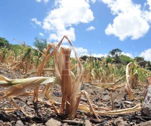 La ayuda por parte de la ONU para enfrentar a la emergencia climática ya asciende a los 86 millones de dólares.