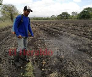 La falta de agua y las pérdidas han obligado a los productores a migrar a otros sectores del departamento y país.