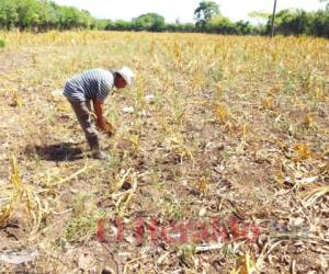 Los productores que no tienen sistemas de riego perdieron todas sus milpas debido a la falta de agua. Foto: EL HERALDO.