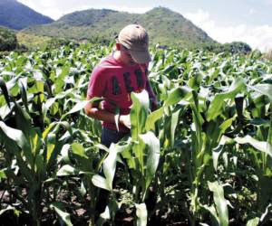 Los productores nacionales se quejan de los altos costos de los insumos para cultivar, además de la invasión de maíz amarillo que viene desde otros países; lo que les afecta directamente.