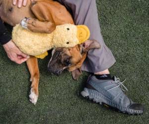 Perros, gatos, conejos, conejillos de indias e incluso gallinas han encontrado hogares, pues la gente busca mascotas que les ayuden a sobrellevar el encierro. Foto: Agencia AFP.