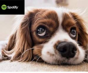 Cada episodio empieza con una hora de mensajes directos para tranquilizar a la mascota tras la partida de su amo: actores como Ralph Ineson ('Juego de Tronos') o Jessica Raine ('Llama a la comadrona') leen elogios, historias y otros mensajes reconfortantes. Siguen después una música relajante y composiciones sonoras originales.