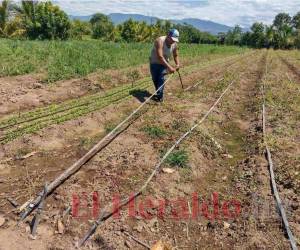 Las cintas de riego de los cultivos se obstruyen con el tiempo producto de las aguas mieles que bajan de la parte alta de Lejamaní.