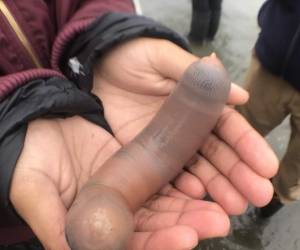 Estas lombrices, la Urechis caupo, un tipo de anélido marino considerado un manjar en China, Japón y especialmente en Corea del Sur. Foto: AFP