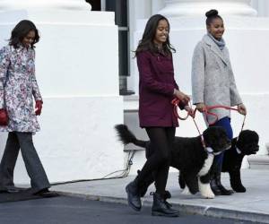 Los perros han entretenido a las multitudes durante todo tipo de ceremonias. Foto: AFP