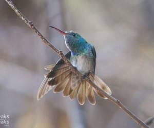 El Lago de Yojoa cuenta con un promedio de 500 especies de aves, entre ellas destaca el colibrí esmeralda, el único ejemplar endémico en Honduras.