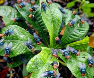 La mosca Cochliomyia hominivorax, conocida como gusano barrenador es la causante de la miasis en los humanos y animales de sangre caliente.