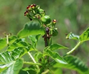 La langosta voladora centroamericana representa una amenaza fitosanitaria seria en Honduras, afectando cultivos de maíz y frijol.