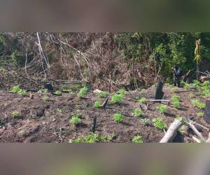De momento se desconoce si hay personas detenidas por el cultivo ilegal de marihuana.