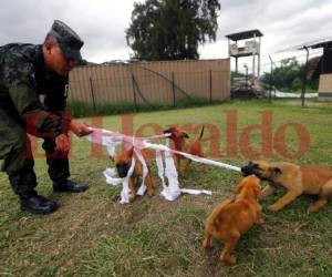 Tres pequeños perros agentes en su entrenamiento. Foto: Johny magallanes