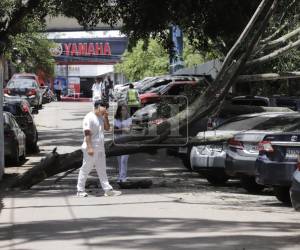 Este lunes 15 de junio, un estudiante de la Facultad de Ciencias Médicas de la Universidad Nacional Autónoma de Honduras (UNAH) se llevó un gran susto, tras librarse de ser aplastado por un pesado árbol que cayó sobre varios vehículos que estaban estacionados a inmediaciones de la escuela de Medicina, específicamente frente a la Fundación Abrigo.