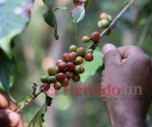En más de 1.3 millones de sacos de café disminuyeron los contratos de venta hasta mediados de este mes, de acuerdo con el Ihcafé.