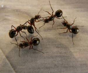 La colección de John Ye incluye decenas de miles de hormigas merodeadoras, una especie común en Asia, en una caja.