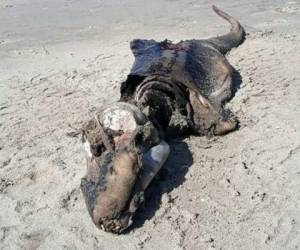 Una criatura de 1.52 metros de largo, con una cabeza larga y una gran línea de mandíbula fue encontrada por una mujer de 41 años que caminaba por la playa. Foto Cortesía BBC