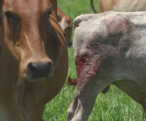Las autoridades de Estados Unidos aprobaron el uso de nitenpiram para tratar animales infectados.