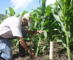 Honduras necesita elevar la superficie sembrada de maíz.