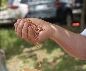 Las autoridades de la Secretaría de Agricultura y Ganadería (SAG) y productores, implementan innovadora tecnología para elevar la producción de arroz en el país.